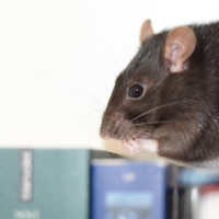 Photo de profil de Maia