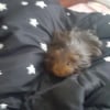 Photo de Boule de poile