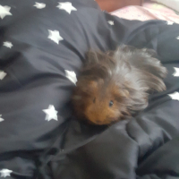 Photo de profil de Boule de poile