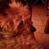 Photo de pepito