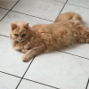 Photo de Caramel