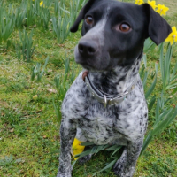 Photo de profil de Gypsie