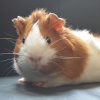 Photo de Foxette