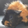 Photo de Brownie