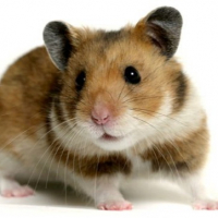 Photo de profil de Brownie