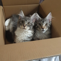 Photo de profil de Rubie et yoda