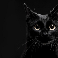 Photo de profil de Krokmou 