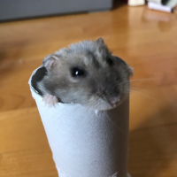 Photo de profil de Flocon 