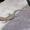 Photo de summer, Lézard