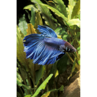 Photo de profil de morito