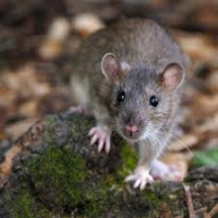 Photo de profil de ratatouille