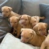 Photo de Andy, Daisy, Loki, Gretta, Rambo, Mia et Billy
