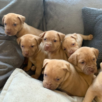 Photo de profil de Andy, Daisy, Loki, Gretta, Rambo, Mia et Billy