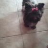 Photo de Rosy, Yorkshire Terrier