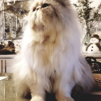 Photo de profil de pyrrhon