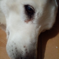 Photo de profil de Chienne 