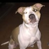 Photo de Kaila, American Staffordshire Terrier