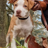 Photo de profil de Scoopy 