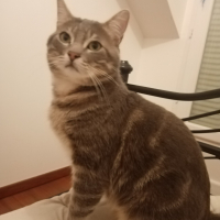 Photo de profil de Prisko