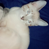 Photo de Chouchou, Siamois