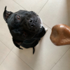 Photo de Nides, Staffordshire Bull Terrier