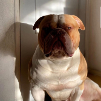 Photo de profil de Nacho