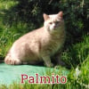 Photo de Palmito