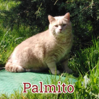 Photo de profil de Palmito