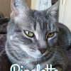 Photo de Pipelette