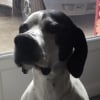 Photo de Emma, Pointer Anglais