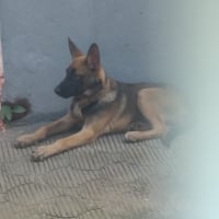 Photo de profil de Sacha
