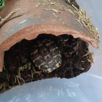 Photo de profil de Pissenlit