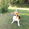 Photo de Ghost
