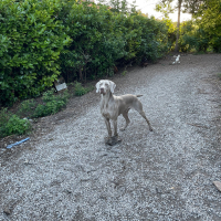 Photo de profil de Ravel