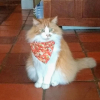 Photo de Calin