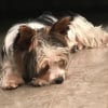 Photo de Toffy