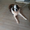 Photo de Boss, Saint-Bernard