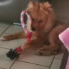 Photo de Tobby