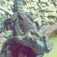 Photo de profil de Pogguy