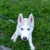 Photo de Grizzye, Husky Sibérien