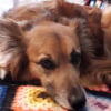 Photo de Cachou