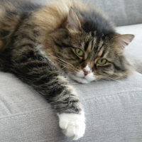Photo de profil de Lilie