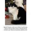 Photo de Pompon