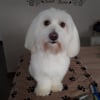 Photo de Nexy, Coton de Tuléar