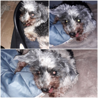 Photo de profil de gribouille
