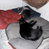 Photo de tchoupie