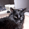 Photo de osiris