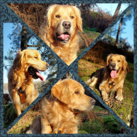 Photo de profil de Patton 