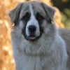Photo de Flopy, Chien de montagne des Pyrénées