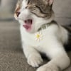 Photo de Simba